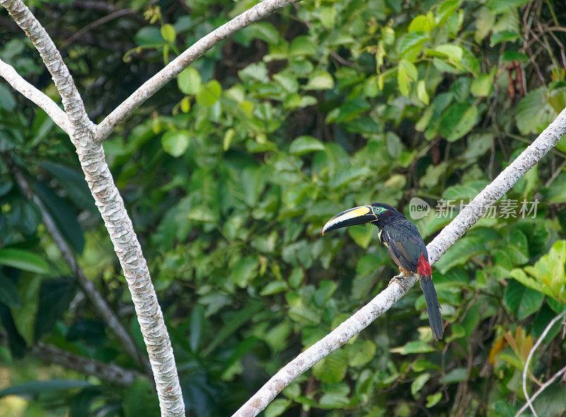 Many-banded Aracari